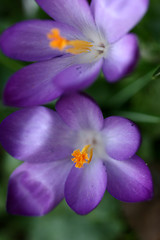 Image showing flowers