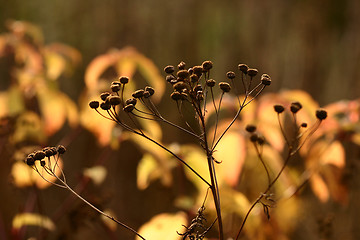 Image showing autumn leaves