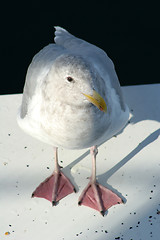 Image showing bird seagull