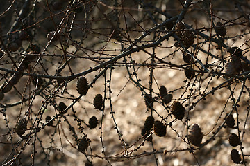 Image showing autumn leaves