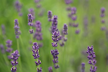 Image showing LAVANDER