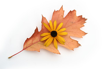 Image showing autumn leaves