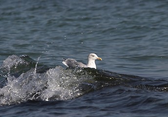 Image showing bird seagull