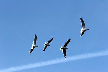 Image showing bird seagull