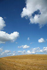 Image showing crops field