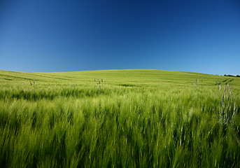 Image showing corn fleld