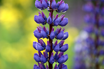 Image showing lupin flower closeup