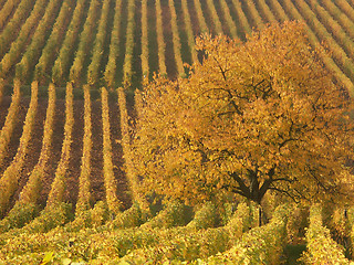 Image showing alsacian vineyards