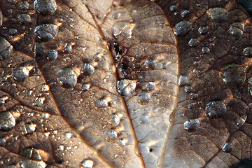 Image showing wet leaf