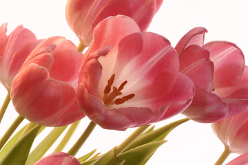 Image showing the pink tulips