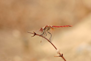 Image showing Dragonfly