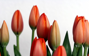 Image showing tulip