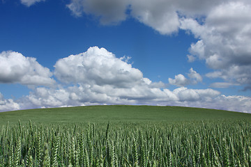 Image showing corn fleld