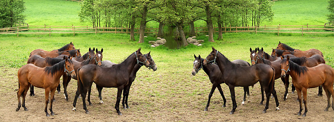 Image showing danish horses