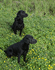 Image showing Dogs