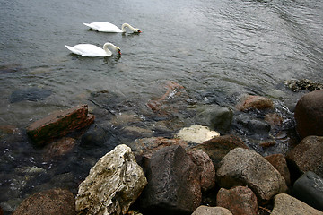 Image showing sea swans