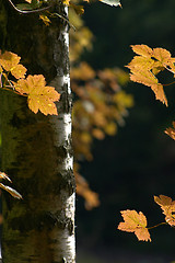 Image showing autumn leaves