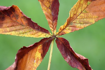 Image showing  leaves