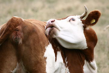 Image showing Danish cows 