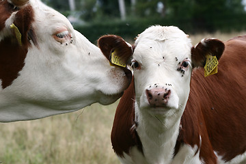 Image showing Danish cows 