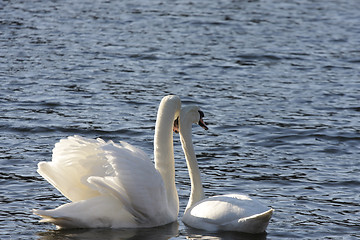 Image showing swans