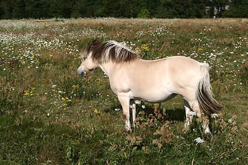 Image showing danish horses 01