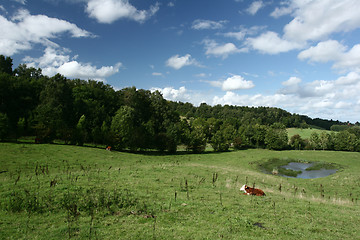 Image showing Danish cows 