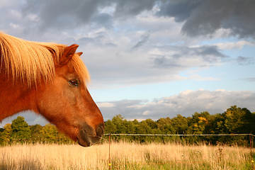 Image showing danish horses