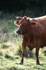 Image showing Danish cows 