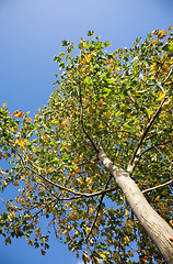 Image showing autumn leaves