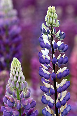 Image showing lupin flower closeup