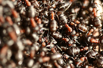 Image showing ant