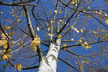 Image showing autumn leaves