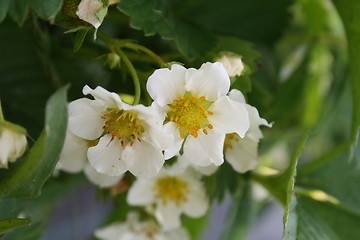 Image showing Starwberry flower