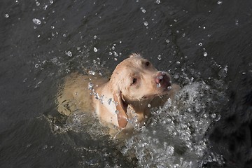 Image showing Dog in water