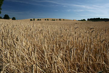 Image showing rural denmark