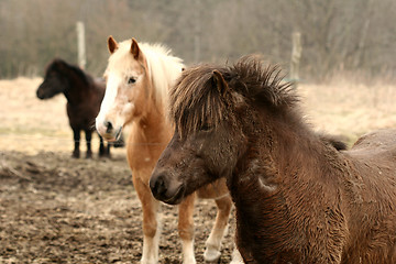 Image showing danish horses