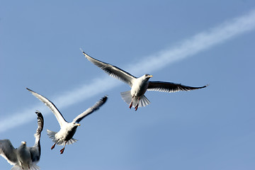 Image showing bird seagull