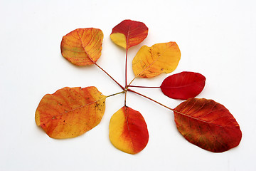 Image showing autumn leaves