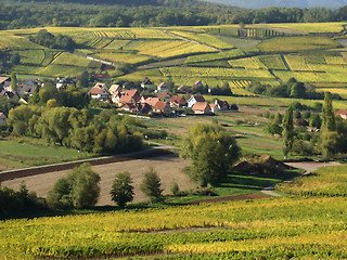 Image showing alsacian vineyards