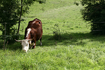 Image showing Danish cows 