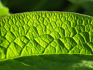 Image showing flower closeup