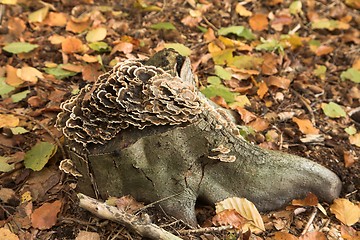 Image showing MUSHROOM