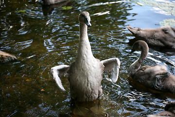 Image showing swans