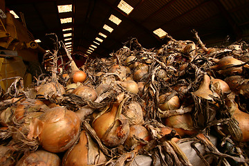 Image showing onions