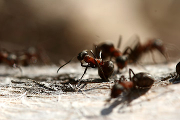 Image showing ant