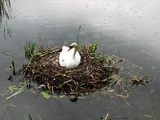 Image showing swans