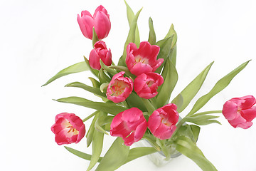 Image showing tulips on snow