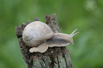 Image showing Snail