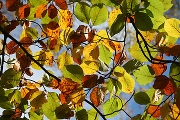 Image showing  leaves